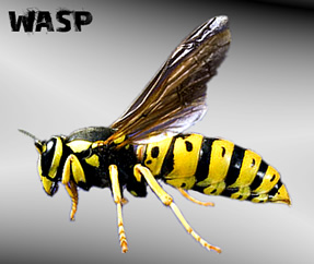 European Wasps in Ballarat